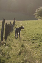 Irischer Wolfshund