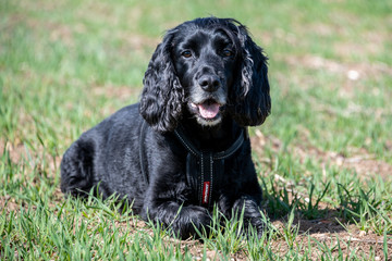 Working cocker spaniel dog