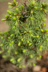 green pine needles
