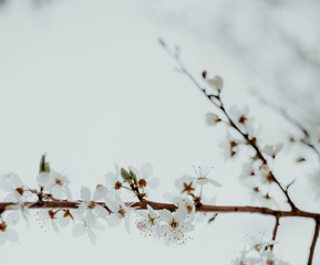 flowering cherry tree on a sunny day on a white background. Spring cherry flowers. Beautiful spring garden in the park