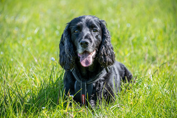Working cocker spaniel dog