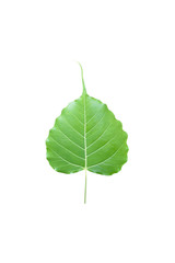Fototapeta premium Isolated ficus religiosa or sacred fig leaf with clipping paths