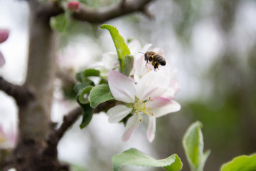 bee on apple blossom