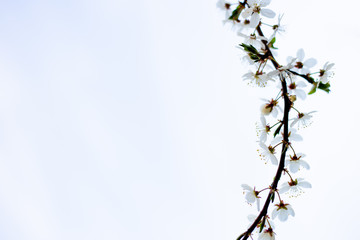 flowering cherry tree on a sunny day on a white background. Spring cherry flowers. Beautiful spring garden in the park