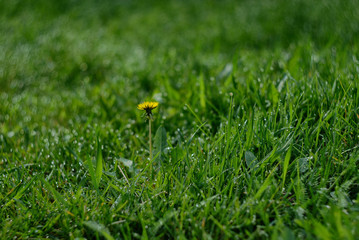 yellow flower in grass