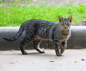 Gray cat at the curb lawn with green