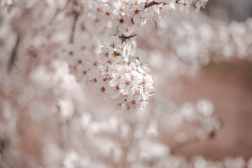 cherry blossoms in nature in spring, Japanese flowers in spring, closeup of cherry blossoms.