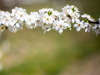 branch of a blossoming cherry tree on a sunny day on a green background. Spring cherry flowers. Beautiful spring garden in the park