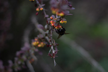 bee on a flower