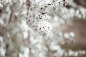 cherry blossoms in nature in spring, Japanese flowers in spring, closeup of cherry blossoms.