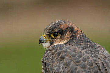 Peregrine falcon Falco peregrinus portrait 