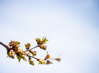blossoming apple tree on a blue background. the garden apple tree begins to bloom. garden culture