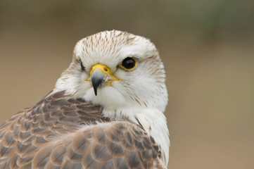 Saker falcon Falco cherrug portrait 