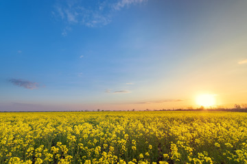 Obraz premium bright colorful sunset field canola / bright colors spring landscape