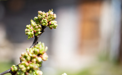 flowering apple tree. the garden apple tree begins to bloom.