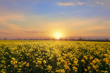 bright colorful sunset field canola / bright colors spring landscape