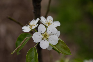 pear flowers