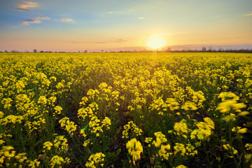 bright colorful sunset field canola / bright colors spring landscape