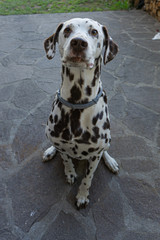 Cane Dalmata in posa per delle fotografie, spera di ricevere cibo e coccole