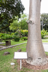 Adansonia digitata baobab tree with empty information sign.