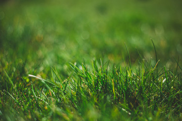 early morning fresh thick juicy green lawn on a blurred background. place for text