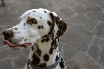 Cane Dalmata in posa per delle fotografie, spera di ricevere cibo e coccole