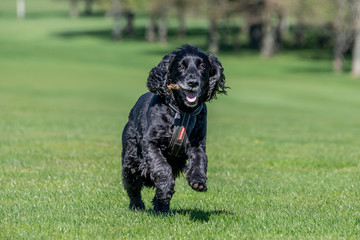 Working cocker spaniel dog