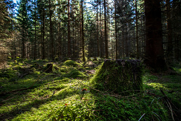Trees growing in forest