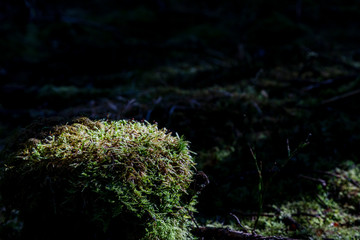Close-up of moss plant on field