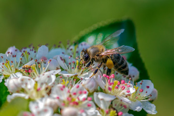 Closeup view of Honey bee on a blooming Aronia flowers in the spring morning.