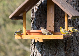 Group of couple male and female European greenfinch, Chloris chloris bird perched on the bird feeder table with sunflower seed. Bird feeding concept. Selective focus.
