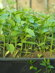 Pepper seedlings. Green young pepper seedlings in the greenhouse.