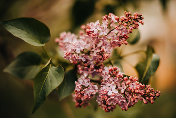 Background lilac branch horizontal arrangement