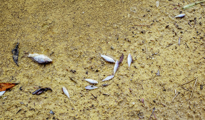 dead fish floated in the yellow water, water pollution