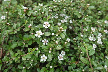 Multiple white flowers in the leafage of Cotoneaster horizontalis in May