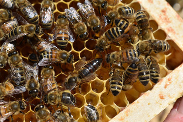 Bienenkönigin und Bienenvolk auf Bienenwaben, Königin bei der Eiablage