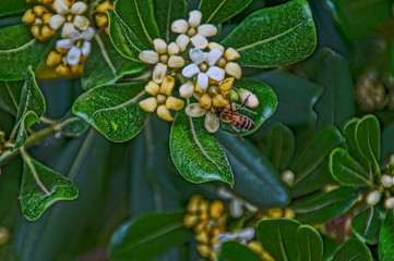 Ape sui fiori del pitosforo che impollina