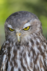 portrait of a eagle