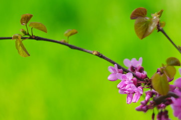 Blossom of purple Eastern Redbud. Butterfly on flowering Cercis. Flowering branch of the Judas-tree