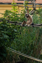 Monkey relaxes and poses on wire