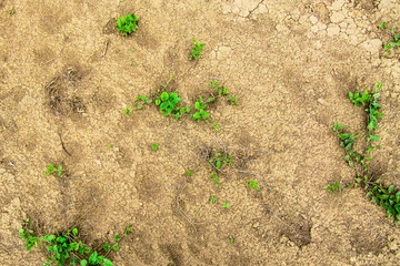 Sandy  clay surface with green bushes