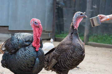 A black Turkey is eating a treat from an outstretched mug. Communication and interaction with a...