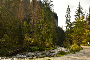 Fototapeta na wymiar Hiking by Potok Koscieliski at Tatra mountain