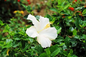 white hibiscus flower in the garden © Sivaram
