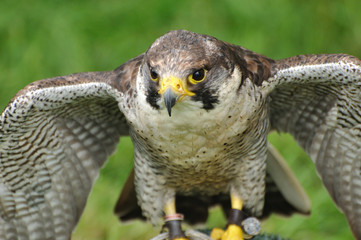Peregrine falcon Falco peregrinus portrait 