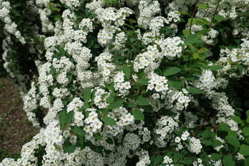 5 petaled white flowers in the leafage of germander meadowsweet in mid May