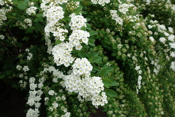 Beginning of florescence of germander meadowsweet in May
