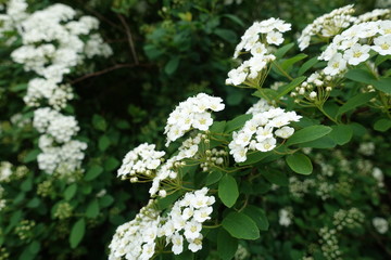 Buds and white flowers of germander meadowsweet in May