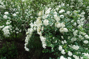 Branches of blossoming germander meadowsweet in May