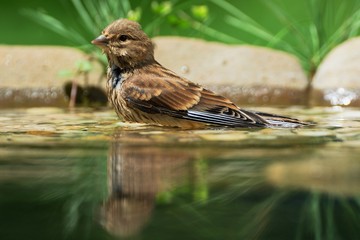  Linnet, Carduelis cannabina, female indulge in water bird waterhole. Czechia. Europe.